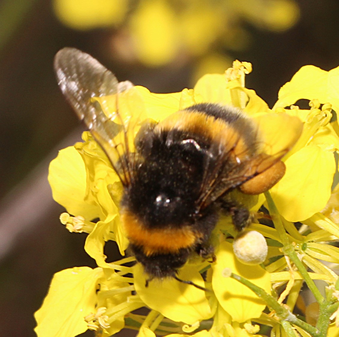Arbeiterin einer Erdhummel
